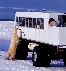 An encounter with a curious bear on the Tundra Buggy® -by Richard Day